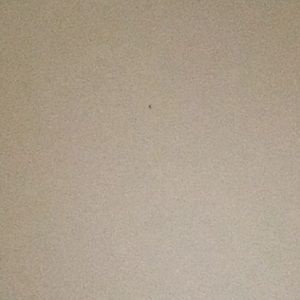 Meet your Posher, Ralph